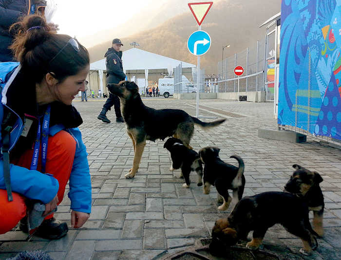 sochi-olympics-stray-dogs-469766615.jpg